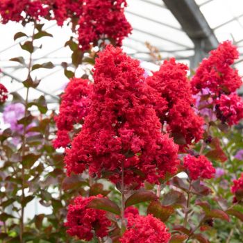 Lagerstroemia indica 'Durant Red' - C18 L - 125/150 cm