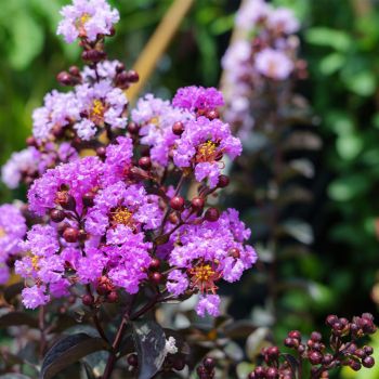 Lagerstroemia indica Black Diamond 'Lavander Lace' - C15 L - 100/125 cm
