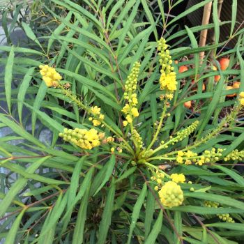 Mahonia eur. 'Soft Cares' - C3 L - 20/25 cm