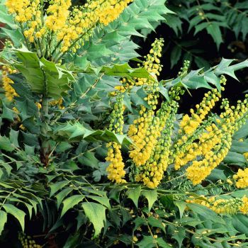 Mahonia 'Winter Sun' - C10 L - 20/40 cm