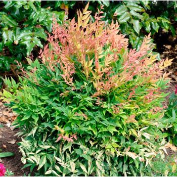 Nandina domestica 'Gulf Stream' - C3 L - 15/30 cm