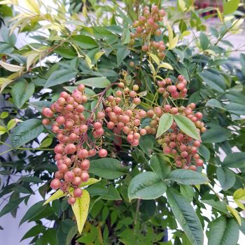 Nandina domestica - C4 L - 30/50 cm