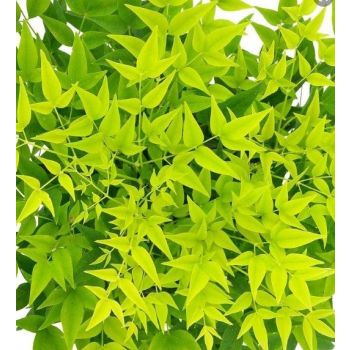 Nandina domestica ' Lemon-Lime' - C4 L - 20/30 cm