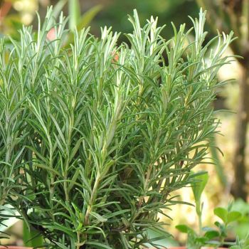 Rosmarinus officinalis - C15 L - Lopta 40/50 cm