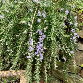 Rosmarinus officinalis 'Prostratus' - C9 L - Kalem 40 cm