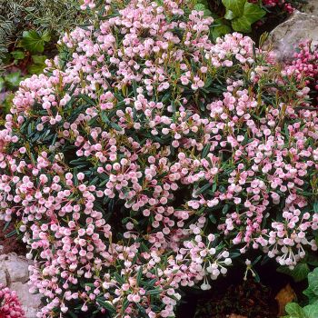 Andromeda polifolia 'Compacta' – C5 L – 20/40 cm