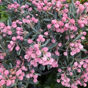 Andromeda polifolia 'Blue Lagoon' - C3 L - 25/30 cm