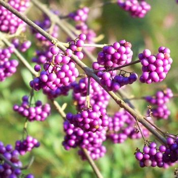 Callicarpa bodinieri 'Profusion' - C3 L - 50/70 cm