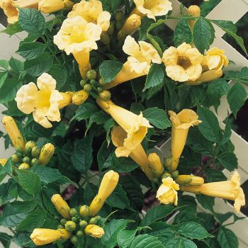 Campsis radicans 'Flava' - C2.5 L - 70+ cm