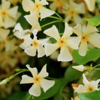 Trachelospermum jasminoides 'Star of Toscane' - C2 L - 70 cm