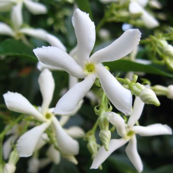 Trachelospermum jasminoides - C10 L - 175/200 cm