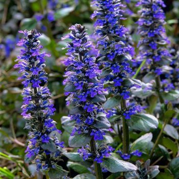 Ajuga reptans 'Burgundy Glow' - P9 - 10/20 cm