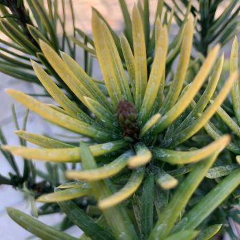 Cephalotaxus h. 'Korean Gold' - C2 L - 25/30 cm