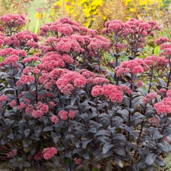 Sedum 'José Aubergine' ® - P13