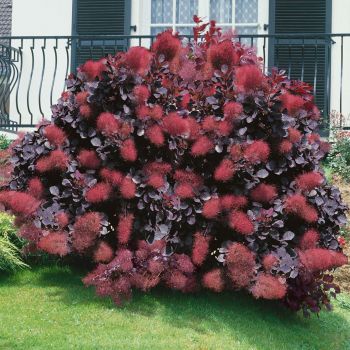 Cotinus coggyria 'Royal purple' - C3 L - 80 /100 cm