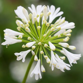 Agapanthus 'Polar Ice' - P15 - 