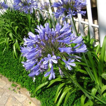 Agapanthus 'Johanna' - C2 L - 