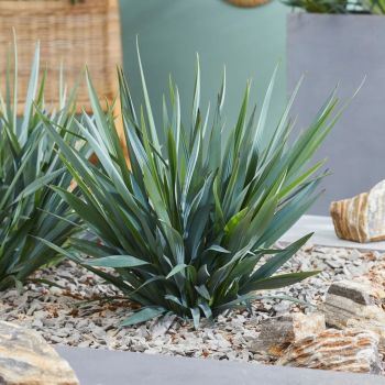 Dianella 'Blue Stream' - C2 L - 25/30 cm