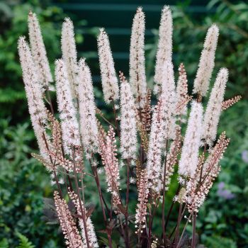 Actaea sim. 'Atropurpurea' - P15