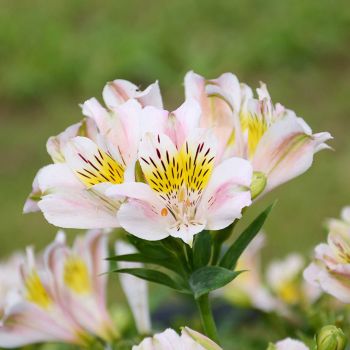 Alstroemeria 'Venus' - P13