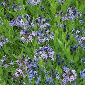 Amsonia 'Blue Ice' - C2 L