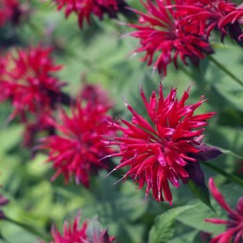 Monarda 'Fireball' ® - C2 L