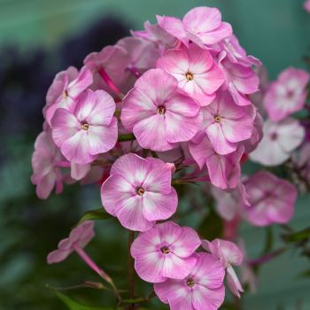 Phlox (P) 'Younique Old Pink' ® - P15