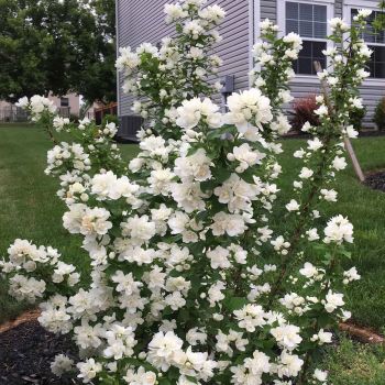 Philadelphus coronarius 'Pearls of Parfume' - P17 - 30/40 cm