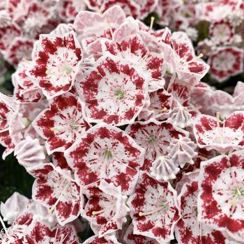 Kalmia latifolia 'Minuet' - C3 L - 25/30 cm