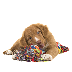 Kategorija IGRAČKE image