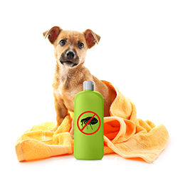 Kategorija ZAŠTITA OD BUVA I KRPELJA - ANTIPARAZITICI image