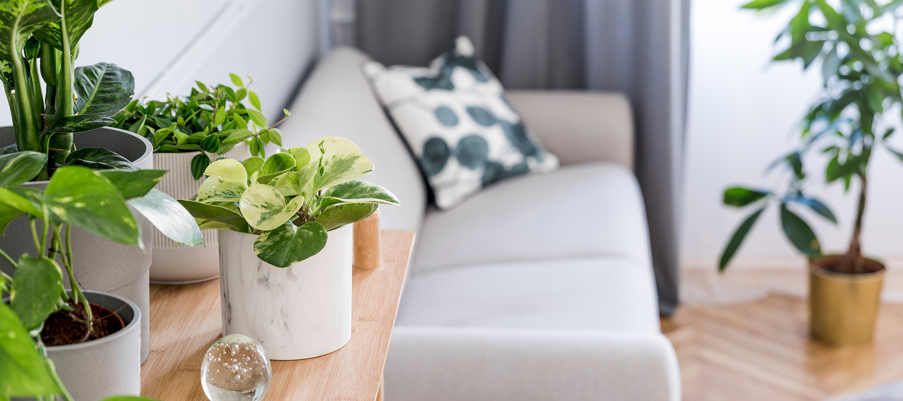 Čudesno carstvo sobnih biljaka – odakle početi?