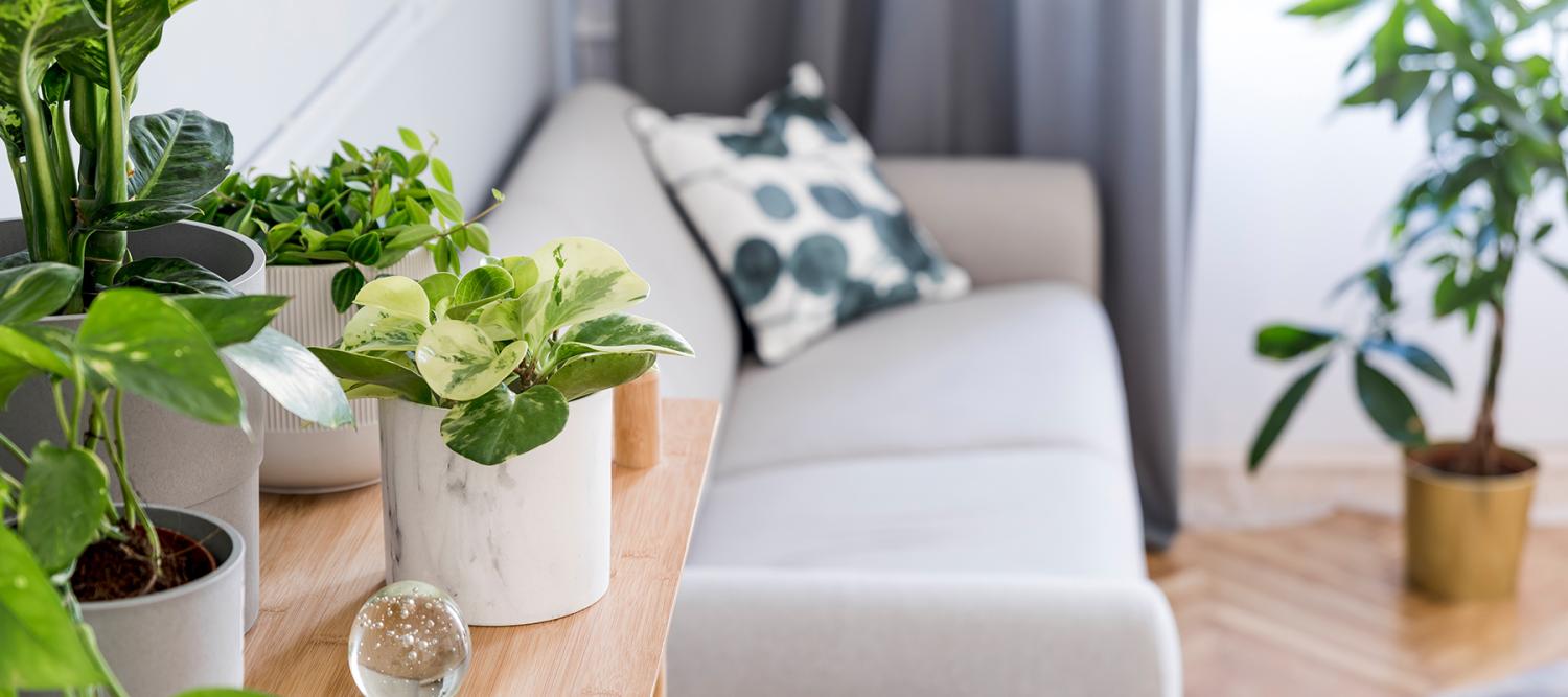 Čudesno carstvo sobnih biljaka – odakle početi?