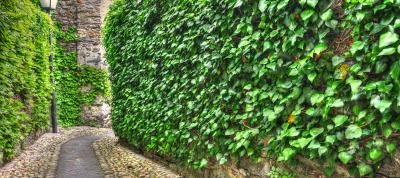 Puzavice u enterijeru – od najčešće gajenih do egzotičnijih vrsta